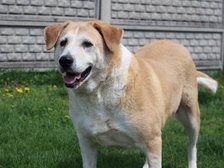 Schronisko w Łodzi fot. ŁÓDŹ.PL