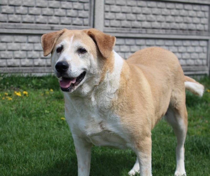 Schronisko w Łodzi fot. ŁÓDŹ.PL