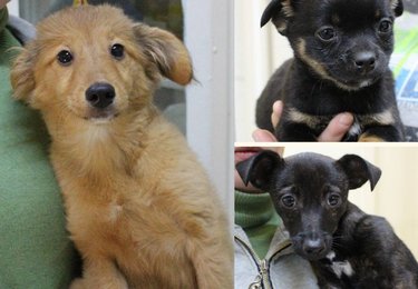 Schronisko w Łodzi fot. schronisko