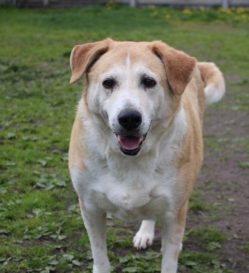 Schronisko w Łodzi fot. ŁÓDŹ.PL