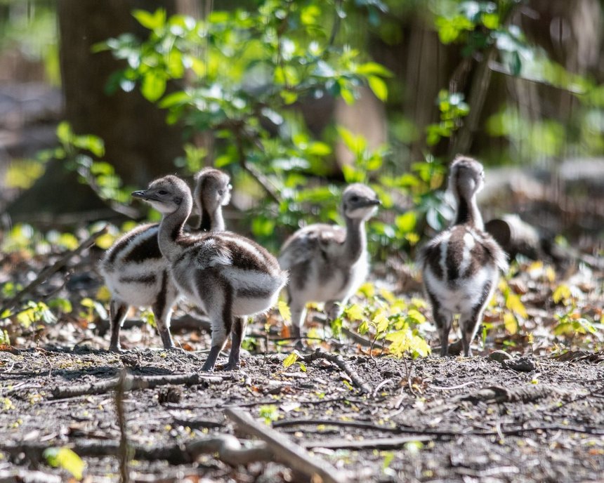fot. Zoo w Łodzi