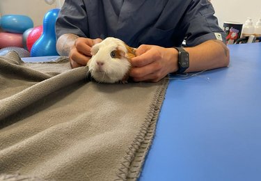 archiwum Fizjo-Pet-Med Kliniki Rehabilitacji Zwierząt w Łodzi