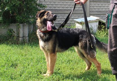 fot. Schronisko w Łodzi
