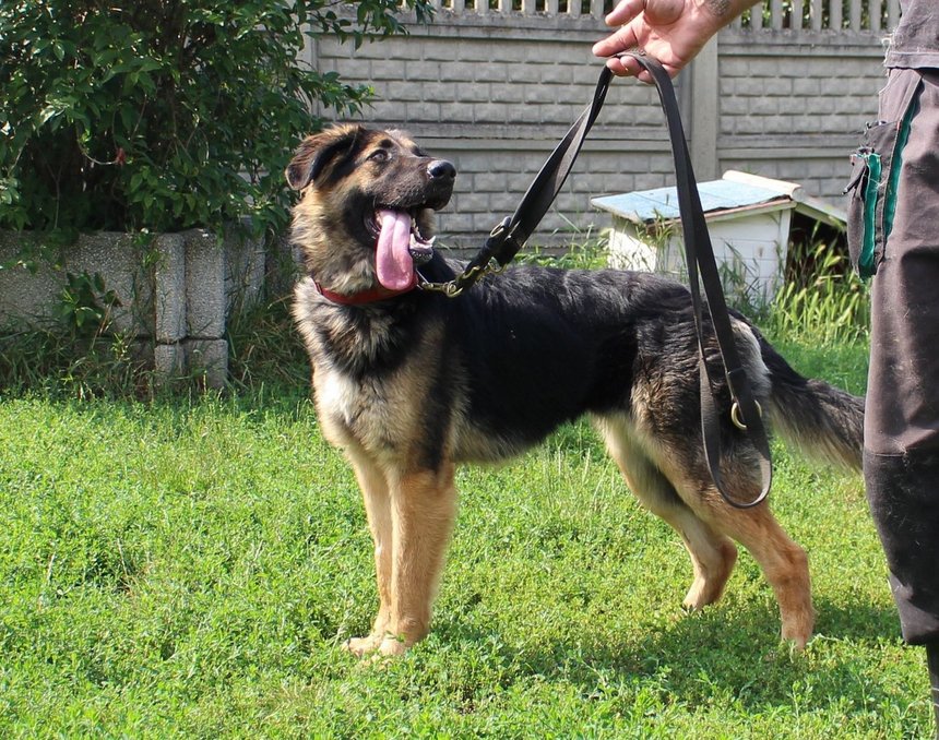 fot. Schronisko w Łodzi