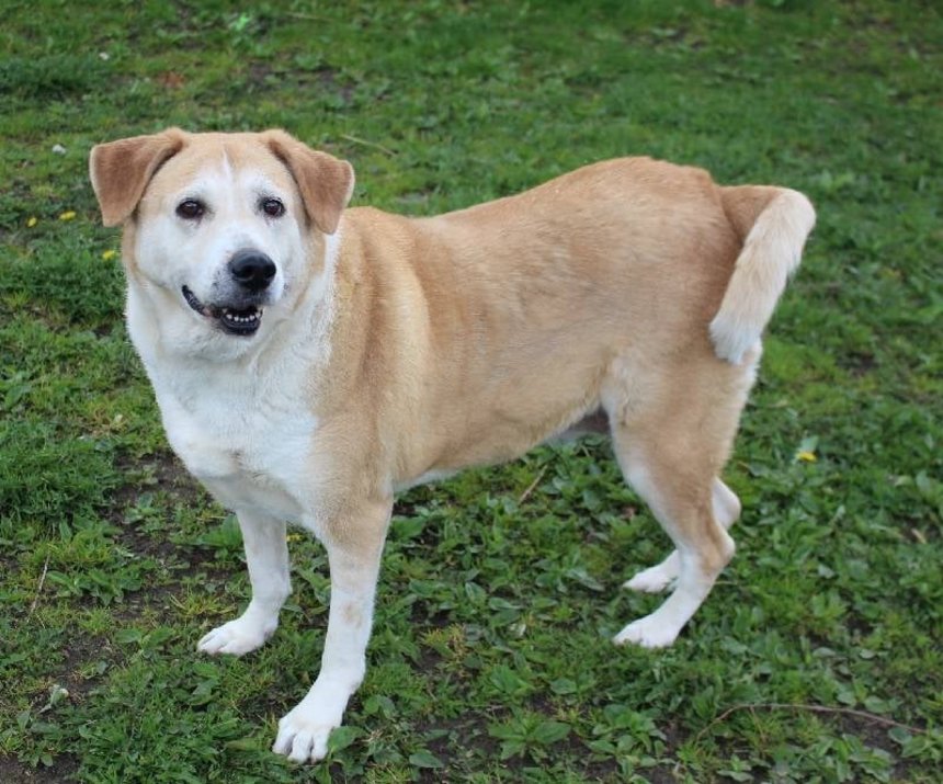 Schronisko w Łodzi fot. ŁÓDŹ.PL