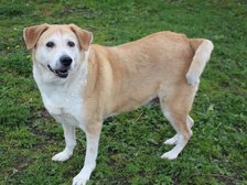 Schronisko w Łodzi fot. ŁÓDŹ.PL