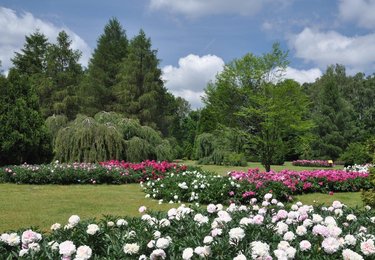 fot. Ogród Botaniczny