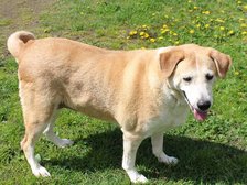 Schronisko w Łodzi fot. ŁÓDŹ.PL